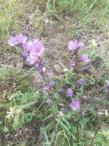 iNaturalist observation photo of checkerbloom