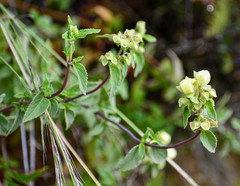 Calceolaria hyssopifolia
