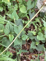 Taraxacum officinale