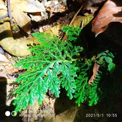 Selaginella