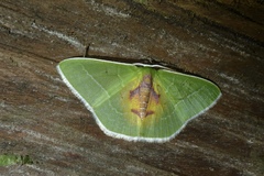 Nemoria astraea