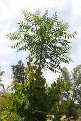 Rhus copallina image