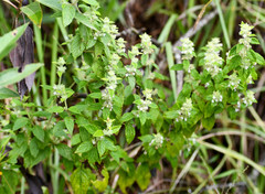 Minthostachys mollis