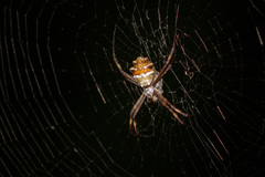 Argiope argentata