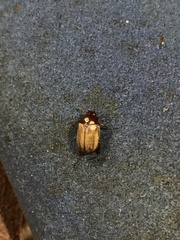 Callistethus marginatus