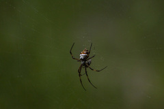 Argiope argentata