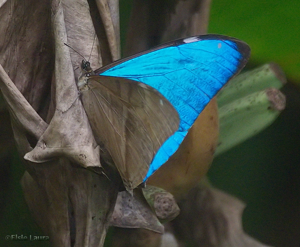 Aega Morpho (Morpho aega) · iNaturalist