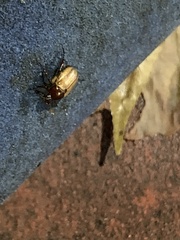 Callistethus marginatus