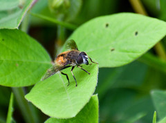 Eristalis bogotensis