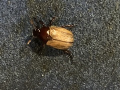 Callistethus marginatus