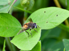 Eristalis bogotensis