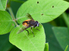 Eristalis bogotensis
