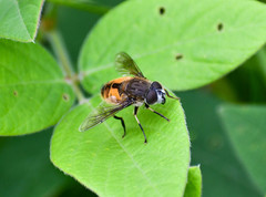 Eristalis bogotensis