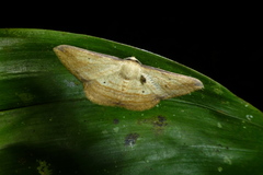 Image of Campatonema lineata