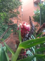 Elleanthus