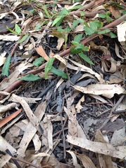 Persicaria praetermissa