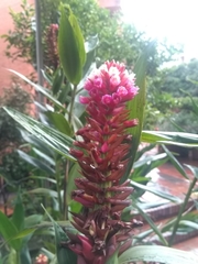 Elleanthus