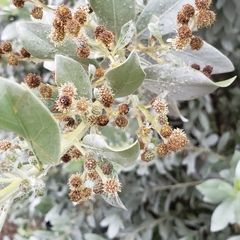 Conocarpus