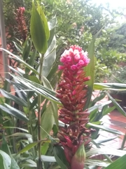 Elleanthus
