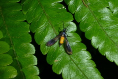 Rhectocraspeda