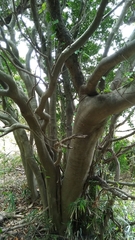 Osmanthus fragrans aurantiacus