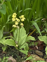 Calanthe striata