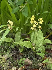 Calanthe striata