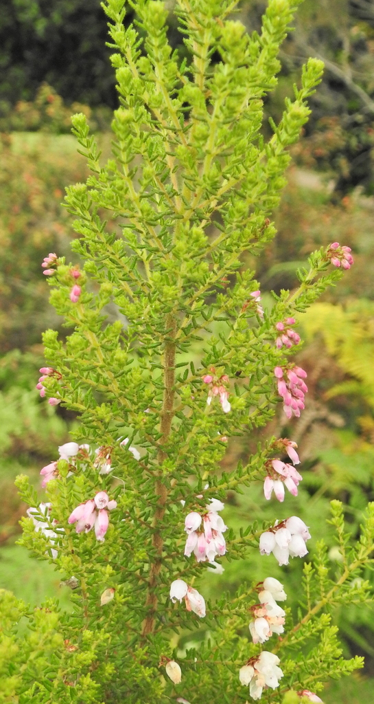 Erica gibbosa