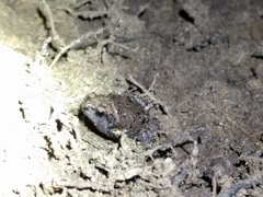 Kaloula baleata