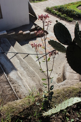 Kalanchoe laxiflora