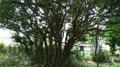 Osmanthus fragrans aurantiacus