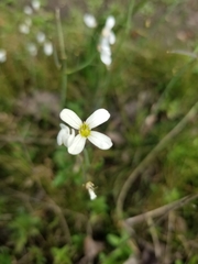 Cardamine penduliflora