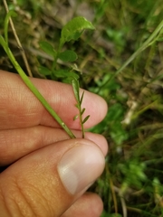 Cardamine penduliflora