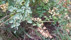 Serjania brachycarpa