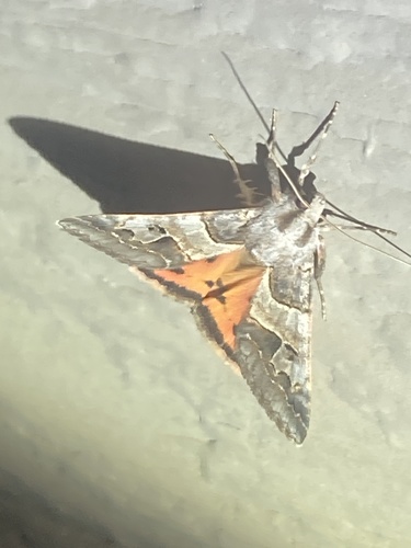 Drasteria ingeniculata photo 3