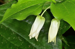 Prosartes smithii