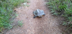 Platemys platycephala