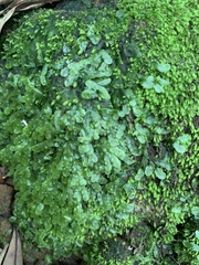 Pallavicinia