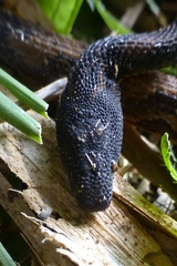 Nothopsis rugosus