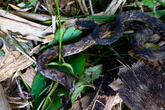 Nothopsis rugosus