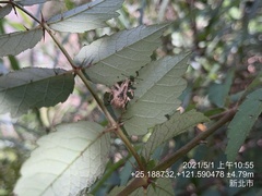 Dermatoxenus caesicollis