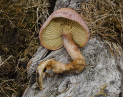 Gymnopilus thiersii