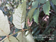 Dermatoxenus caesicollis