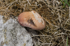 Gymnopilus thiersii