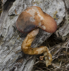 Gymnopilus thiersii