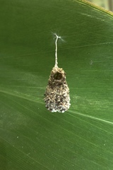 Microstigmus