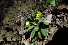 Lysimachia alpestris