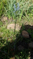 Anthericum baeticum image