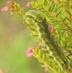 Erica gibbosa