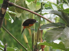 Ramphocelus flammigerus flammigerus